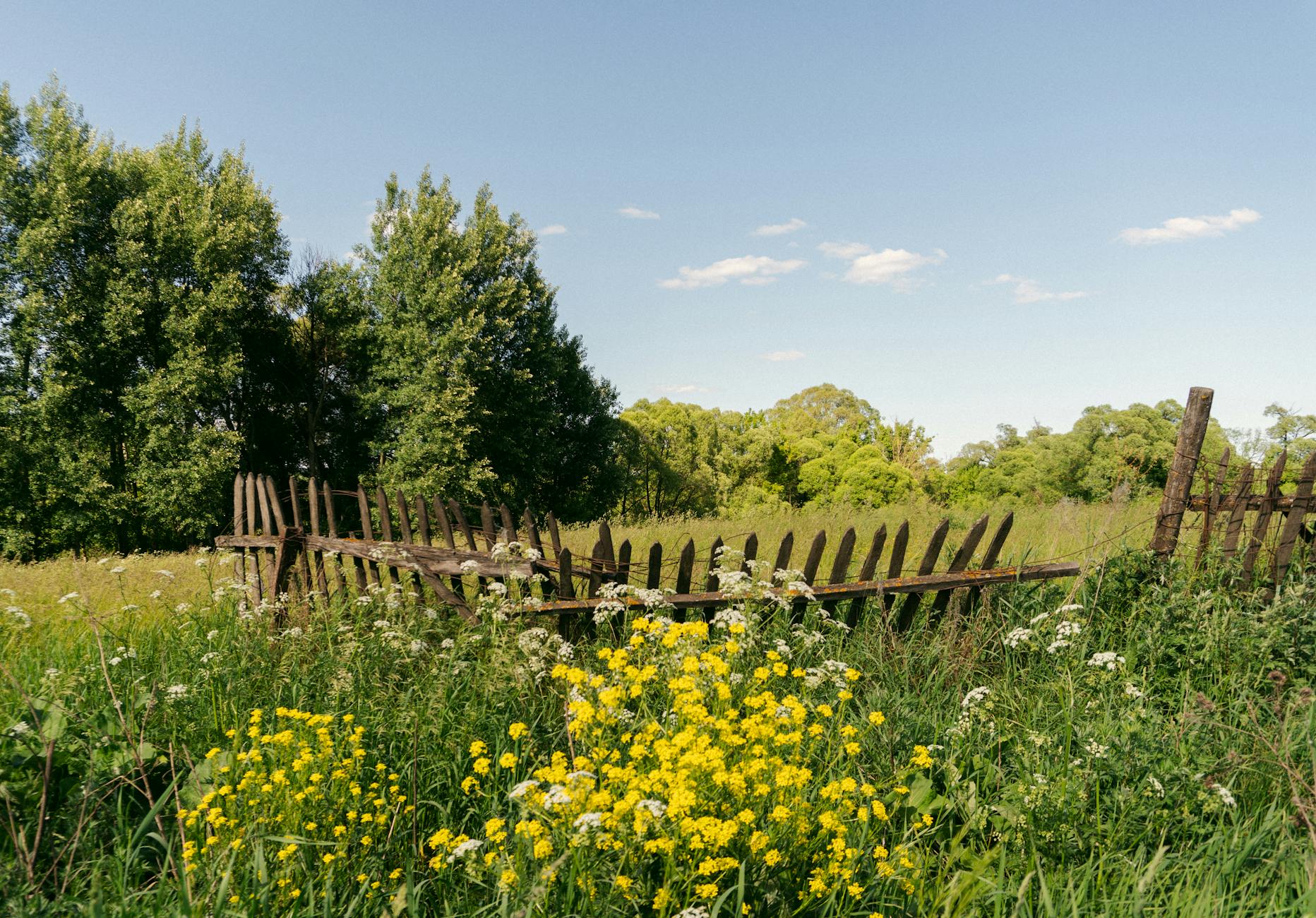 A serene rural landscape with a wooden fence and vibrant summer wildflowers under a clear blue sky. -- pijushsaha.com